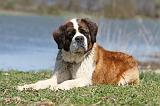 SAINT BERNARD 067